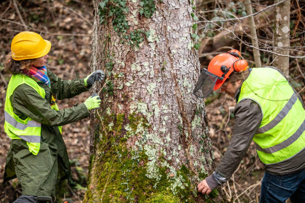 Best Root Management and Removal  in Alamo, TX