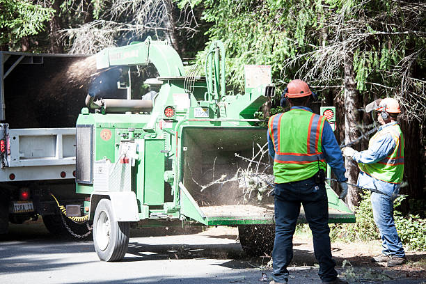  Alamo, TX Tree Care Pros