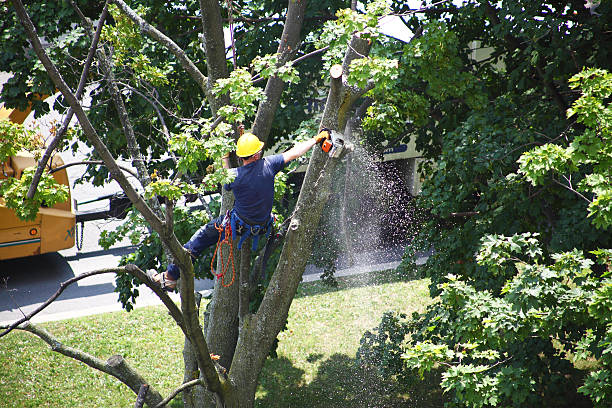 Best Commercial Tree Services  in Alamo, TX